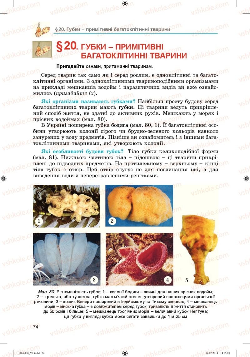 Страница 74 | Підручник Біологія 6 клас Л.І. Остапченко, П.Г. Балан, Н.Ю. Матяш 2014