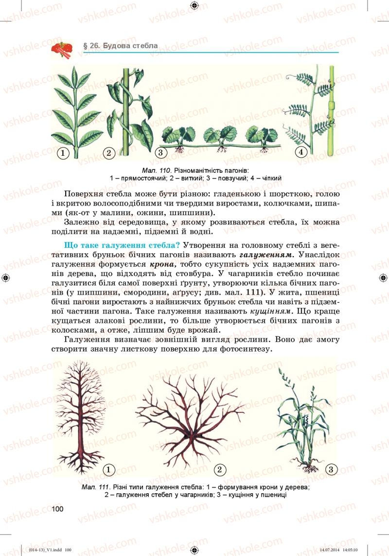 Страница 100 | Підручник Біологія 6 клас Л.І. Остапченко, П.Г. Балан, Н.Ю. Матяш 2014