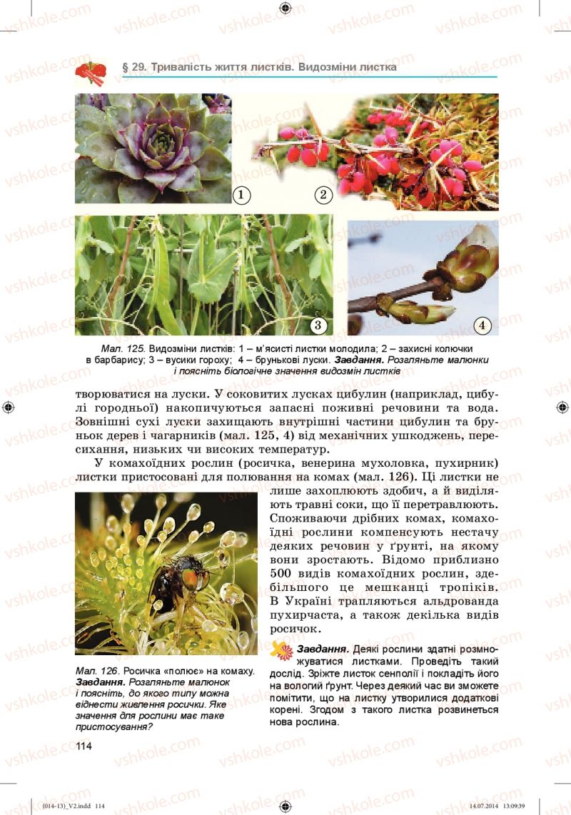 Страница 114 | Підручник Біологія 6 клас Л.І. Остапченко, П.Г. Балан, Н.Ю. Матяш 2014