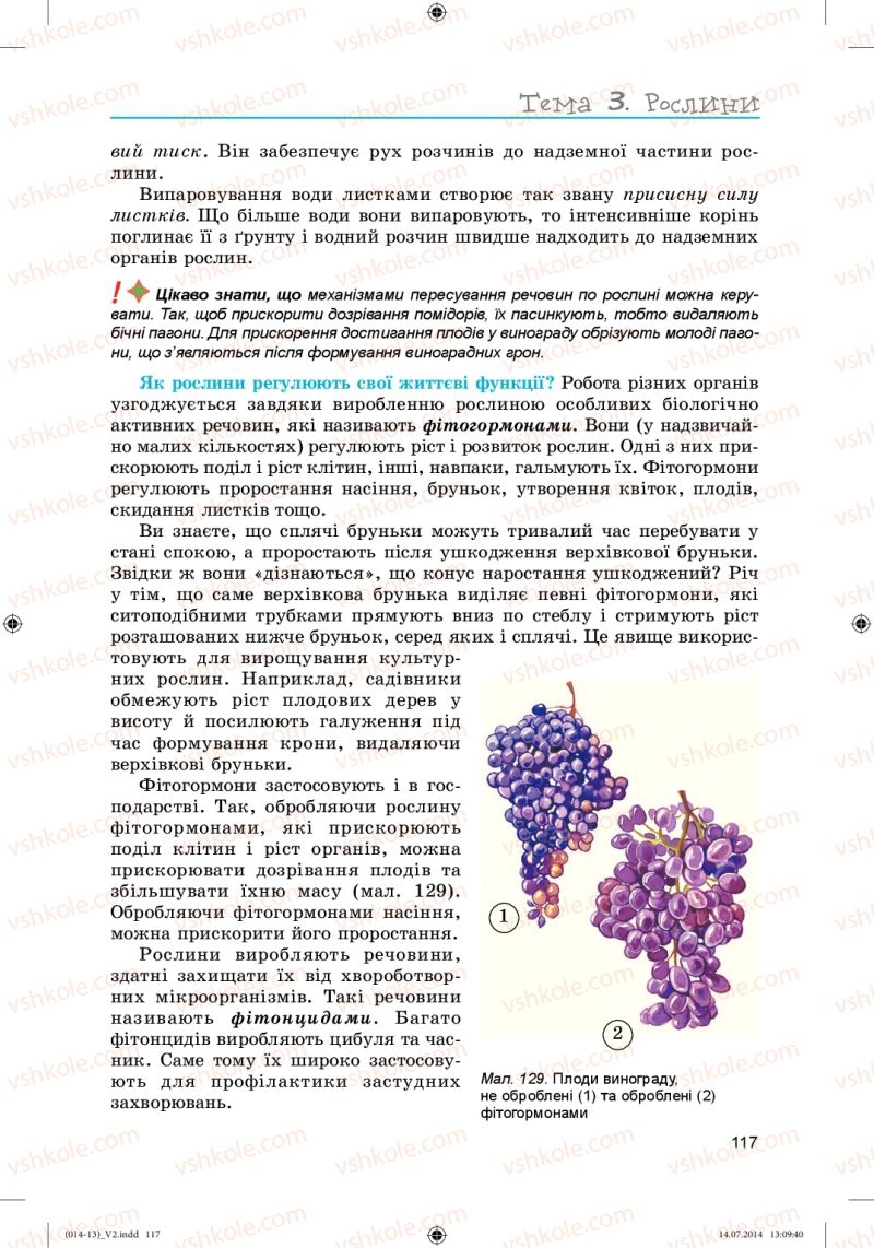 Страница 117 | Підручник Біологія 6 клас Л.І. Остапченко, П.Г. Балан, Н.Ю. Матяш 2014
