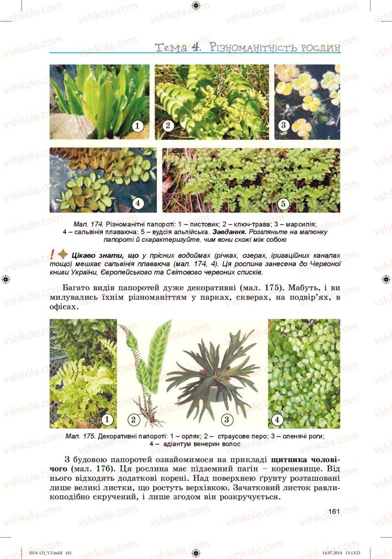 Страница 161 | Підручник Біологія 6 клас Л.І. Остапченко, П.Г. Балан, Н.Ю. Матяш 2014