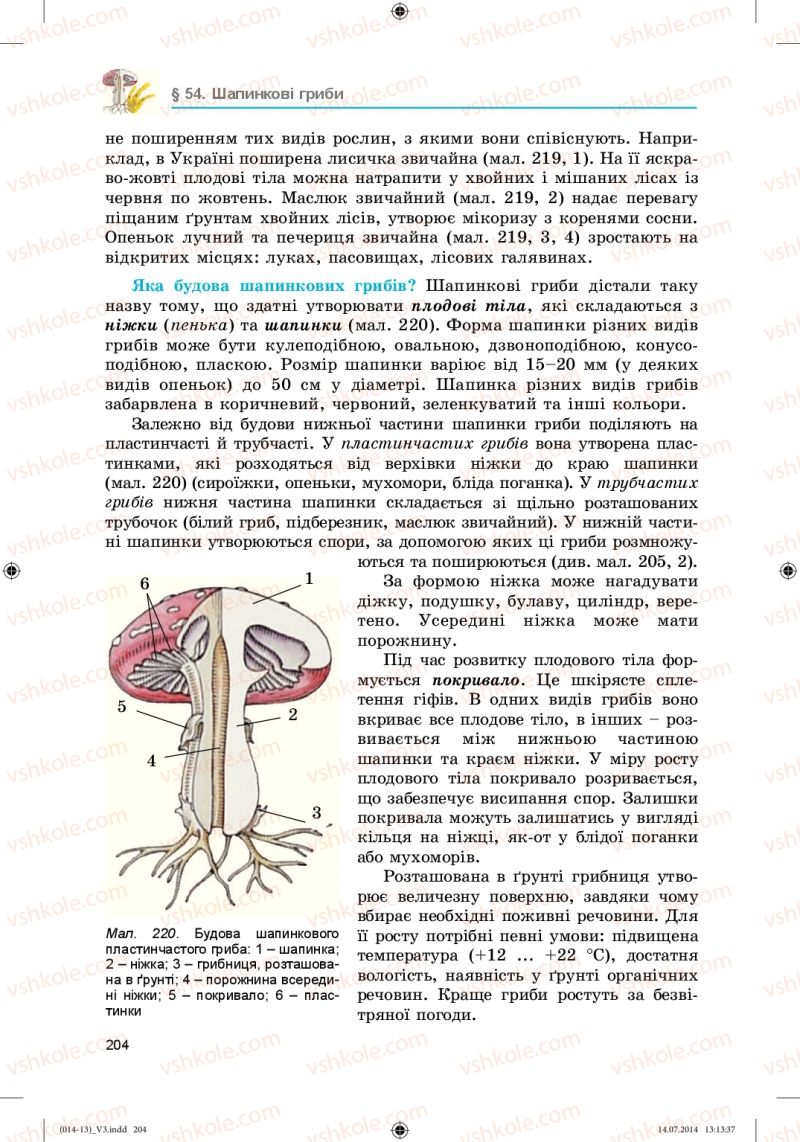 Страница 204 | Підручник Біологія 6 клас Л.І. Остапченко, П.Г. Балан, Н.Ю. Матяш 2014