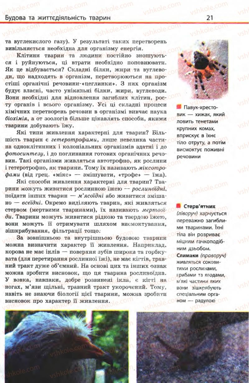 Страница 21 | Підручник Біологія 8 клас Н.В. Запорожець, С.В. Влащенко 2008