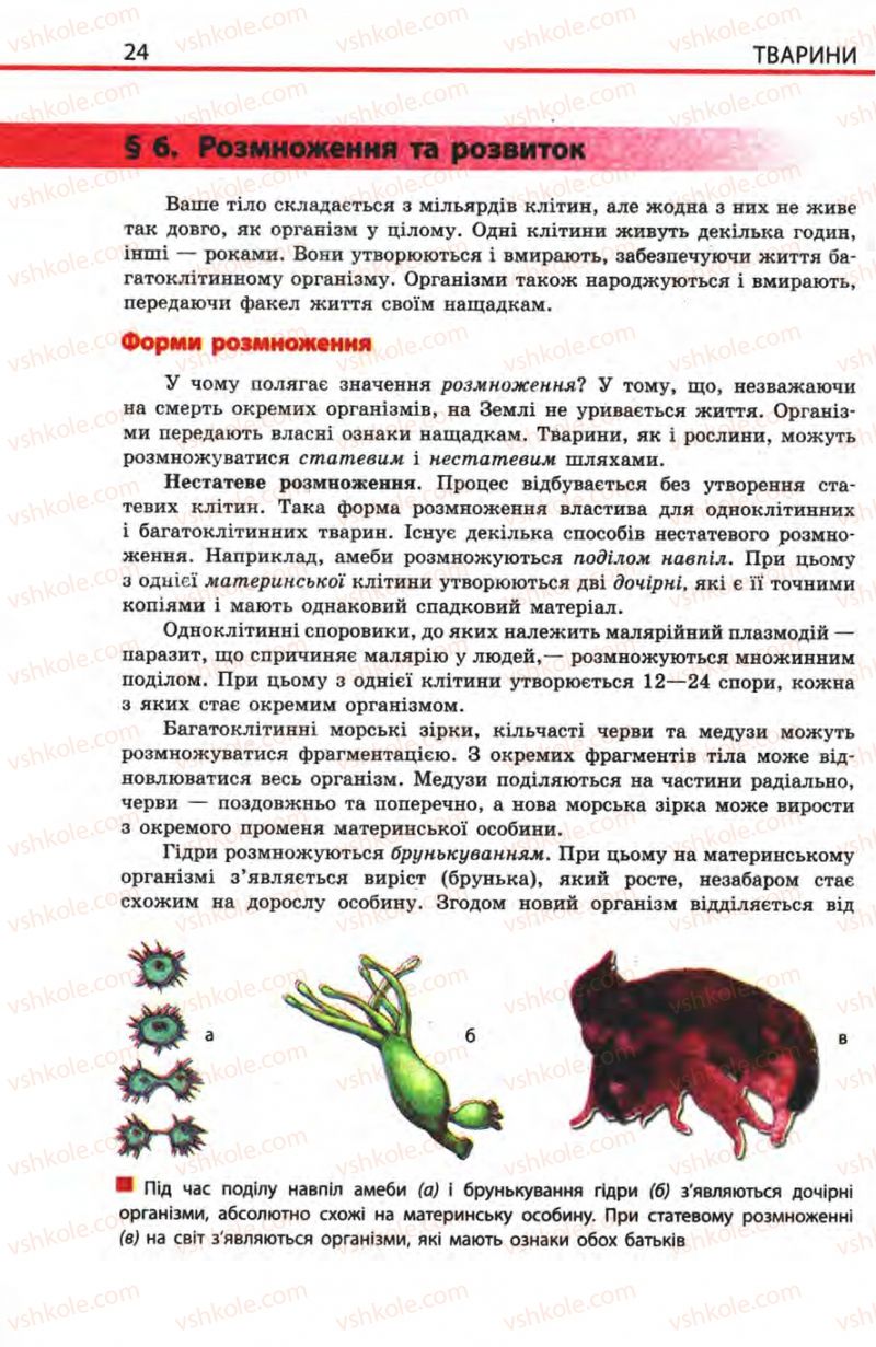 Страница 24 | Підручник Біологія 8 клас Н.В. Запорожець, С.В. Влащенко 2008