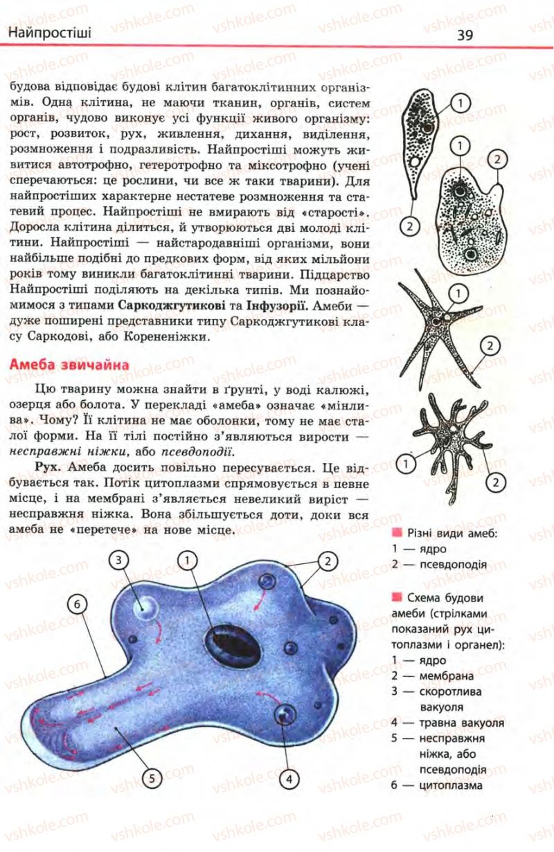 Страница 39 | Підручник Біологія 8 клас Н.В. Запорожець, С.В. Влащенко 2008