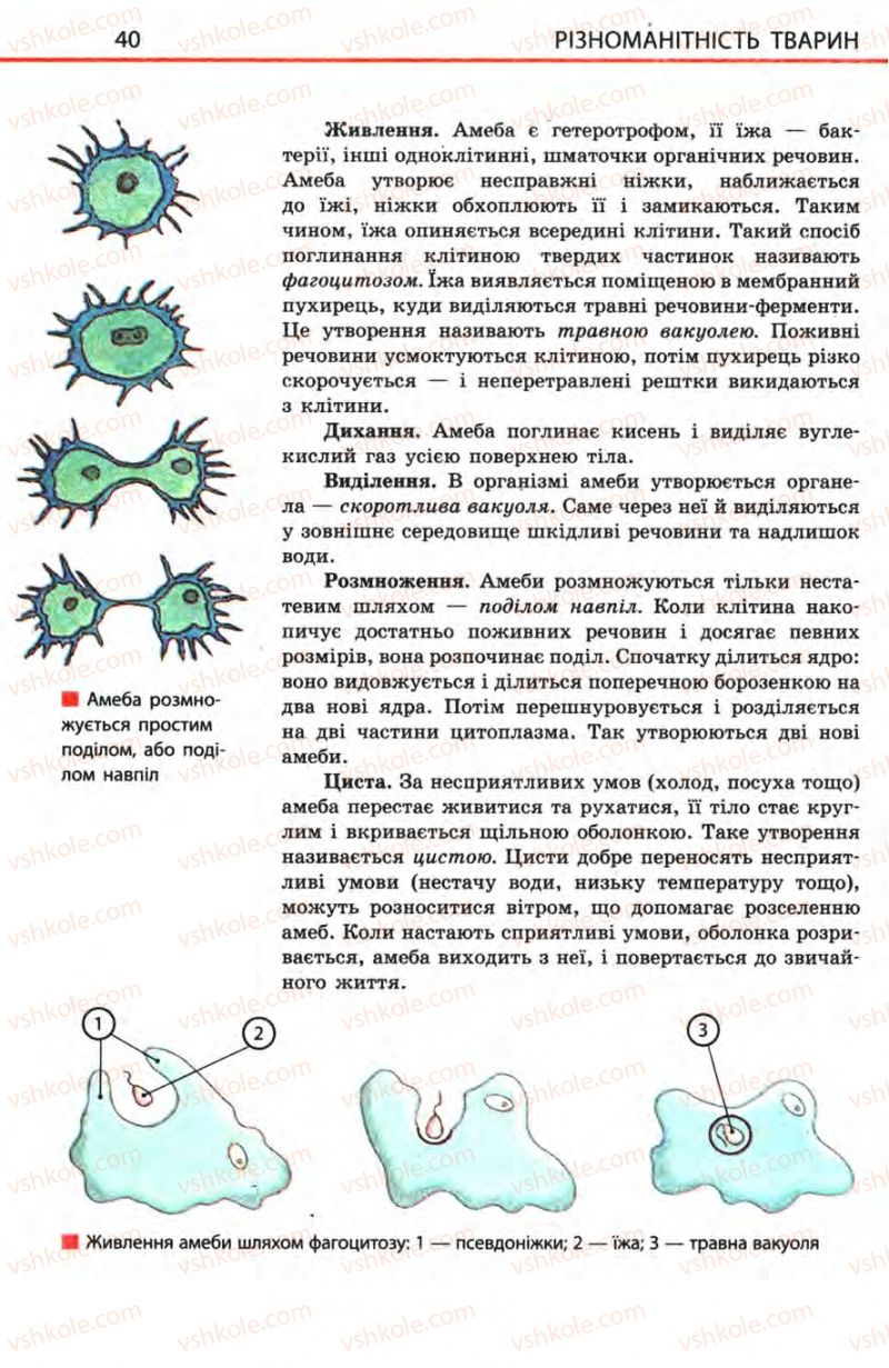 Страница 40 | Підручник Біологія 8 клас Н.В. Запорожець, С.В. Влащенко 2008