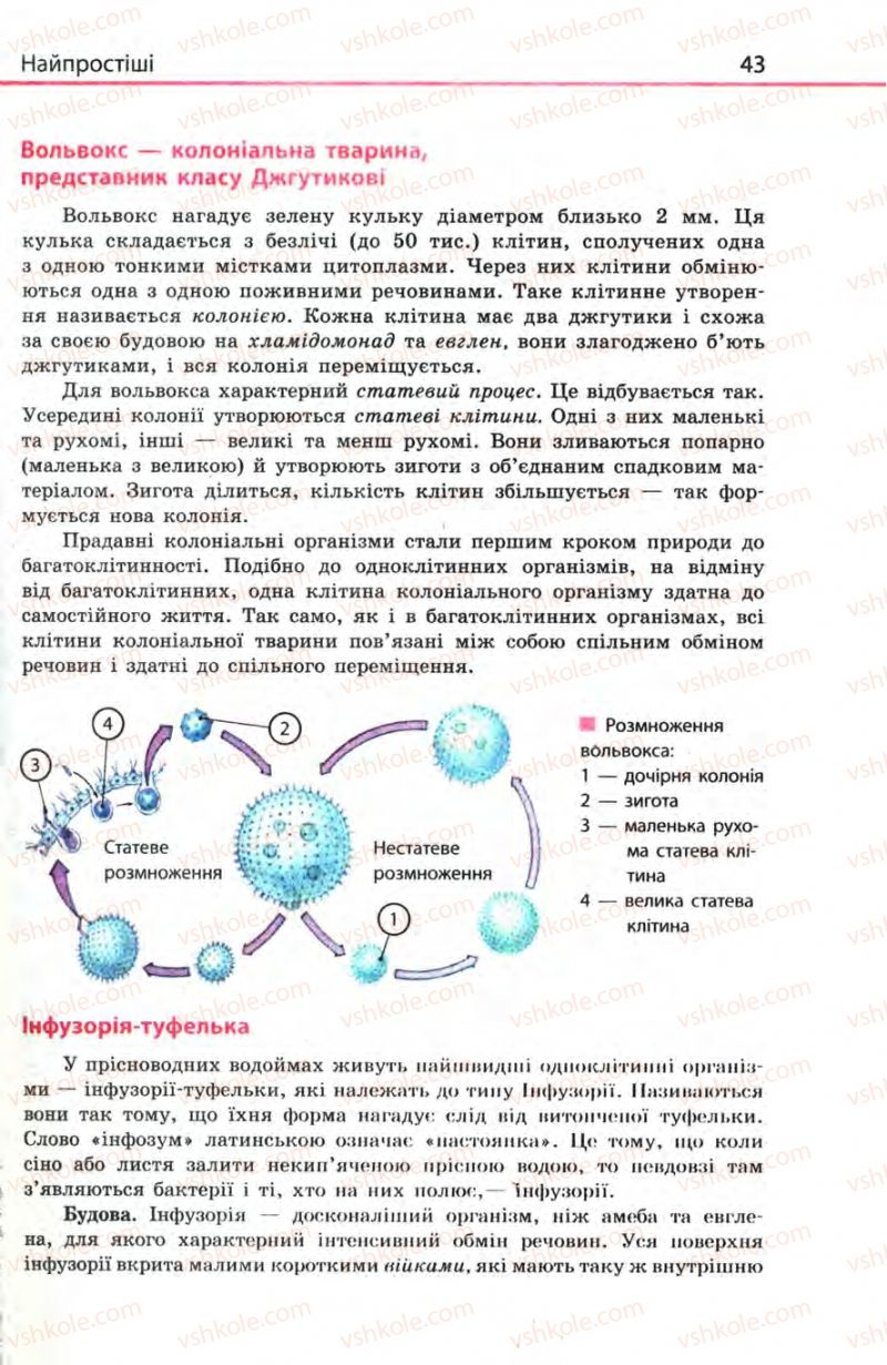 Страница 43 | Підручник Біологія 8 клас Н.В. Запорожець, С.В. Влащенко 2008