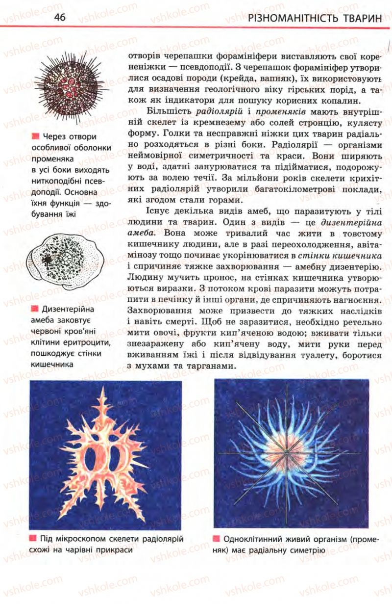 Страница 46 | Підручник Біологія 8 клас Н.В. Запорожець, С.В. Влащенко 2008
