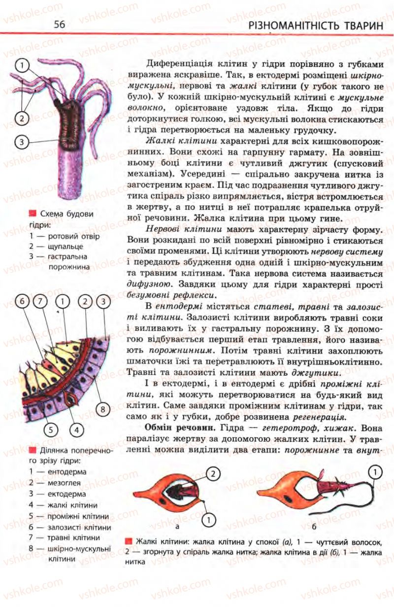 Страница 56 | Підручник Біологія 8 клас Н.В. Запорожець, С.В. Влащенко 2008