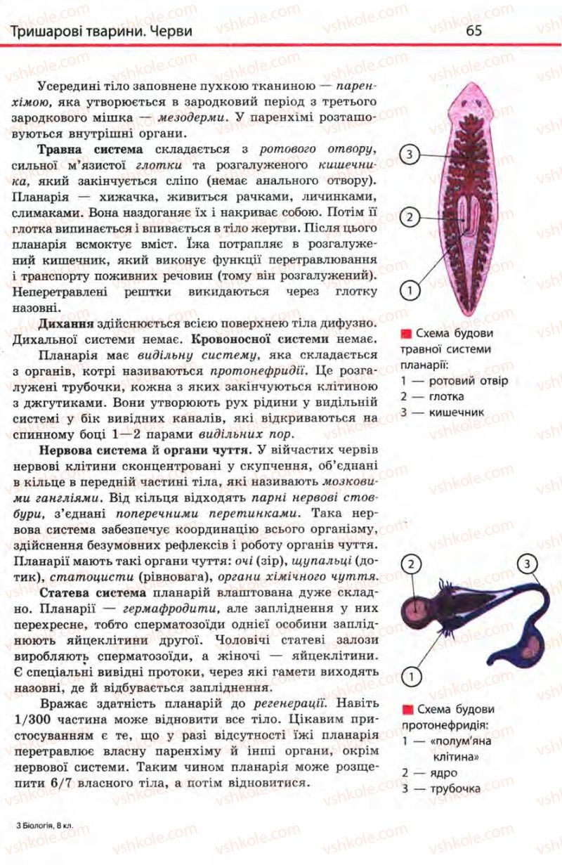 Страница 65 | Підручник Біологія 8 клас Н.В. Запорожець, С.В. Влащенко 2008