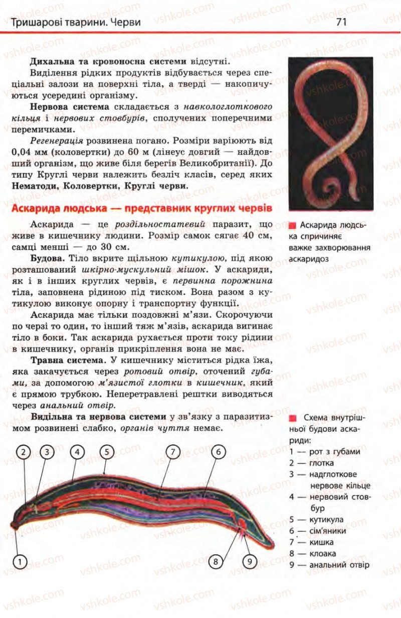 Страница 71 | Підручник Біологія 8 клас Н.В. Запорожець, С.В. Влащенко 2008