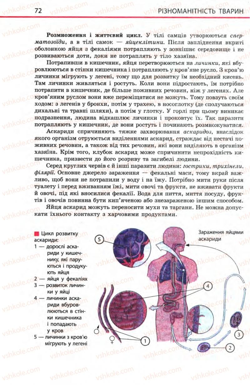 Страница 72 | Підручник Біологія 8 клас Н.В. Запорожець, С.В. Влащенко 2008