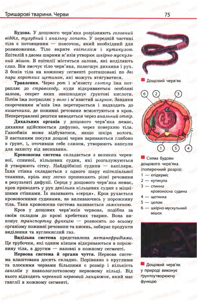 Страница 75 | Підручник Біологія 8 клас Н.В. Запорожець, С.В. Влащенко 2008