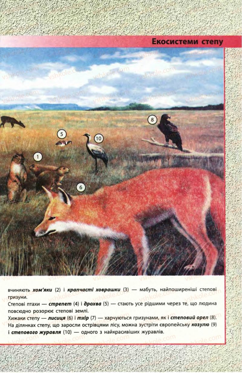 Страница 83 | Підручник Біологія 8 клас Н.В. Запорожець, С.В. Влащенко 2008