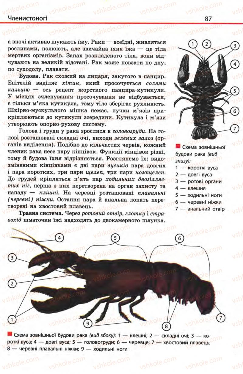Страница 87 | Підручник Біологія 8 клас Н.В. Запорожець, С.В. Влащенко 2008