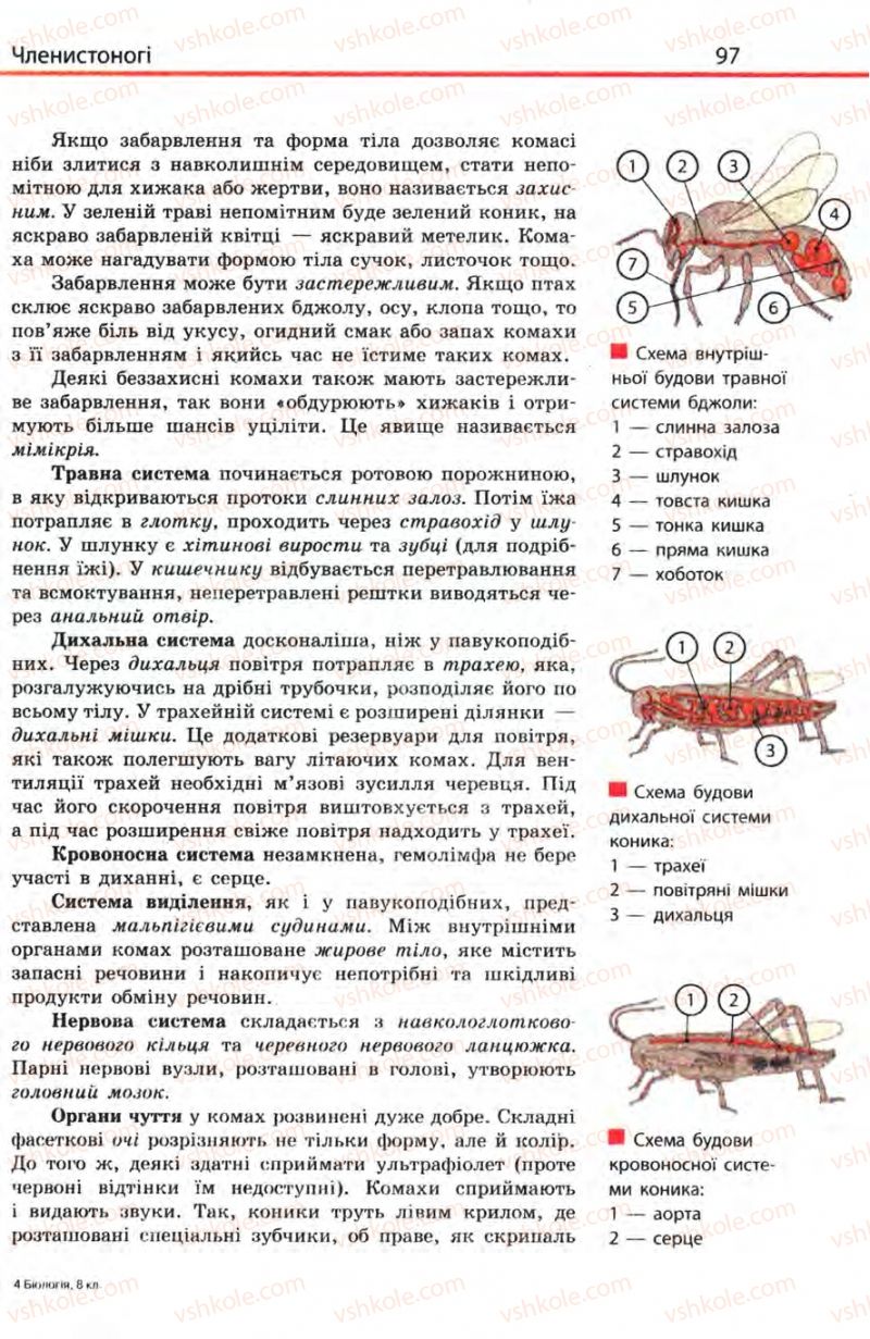 Страница 97 | Підручник Біологія 8 клас Н.В. Запорожець, С.В. Влащенко 2008