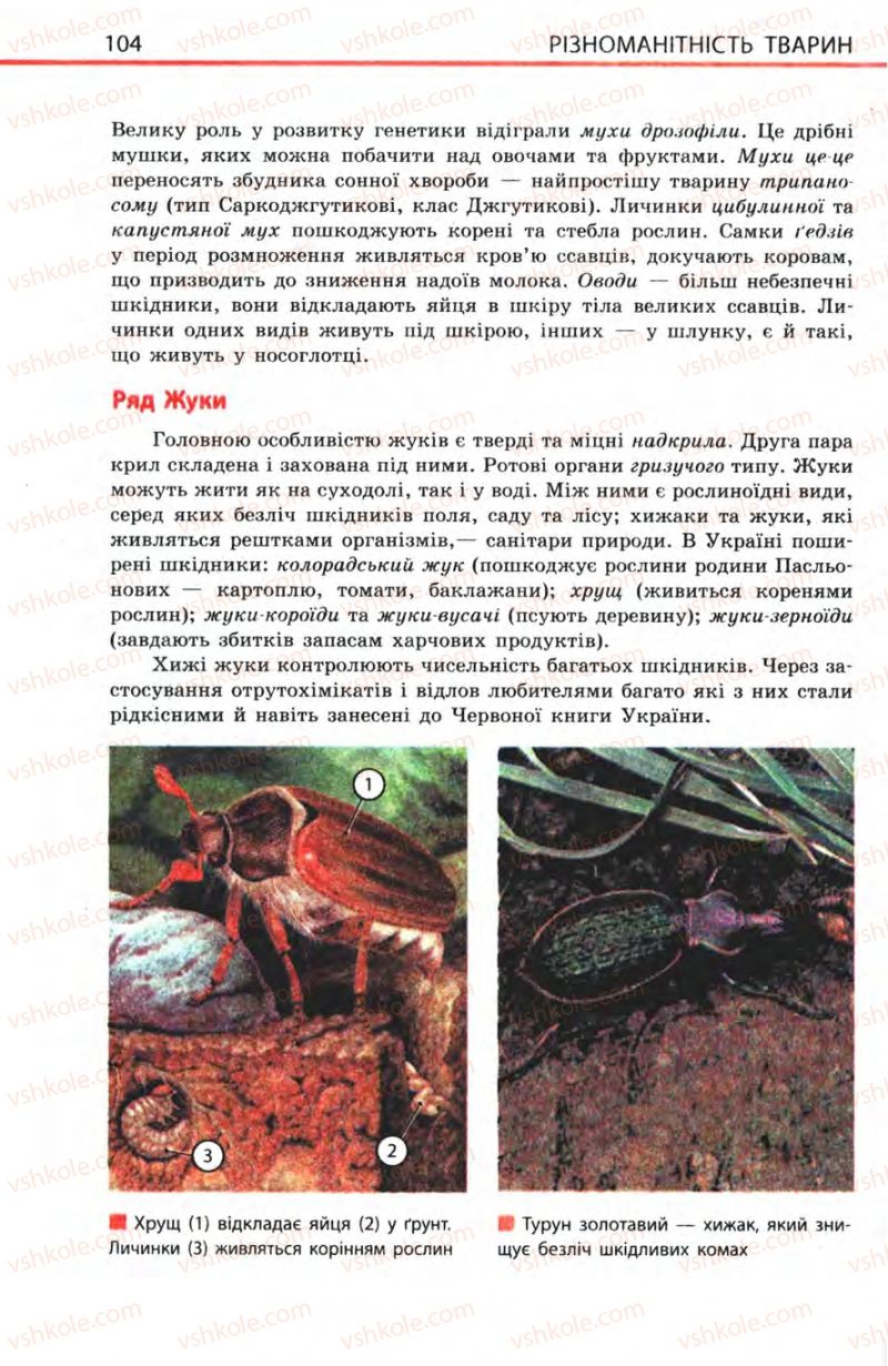 Страница 104 | Підручник Біологія 8 клас Н.В. Запорожець, С.В. Влащенко 2008