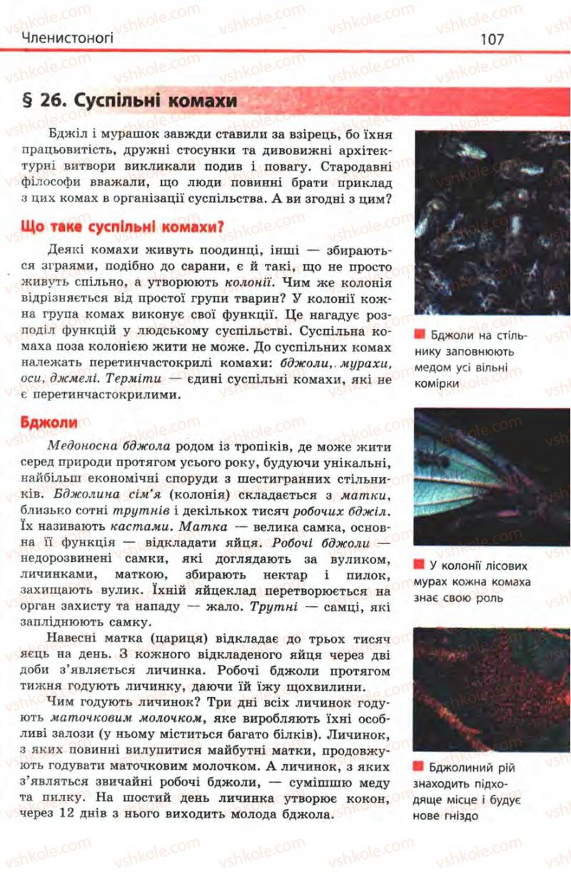 Страница 107 | Підручник Біологія 8 клас Н.В. Запорожець, С.В. Влащенко 2008
