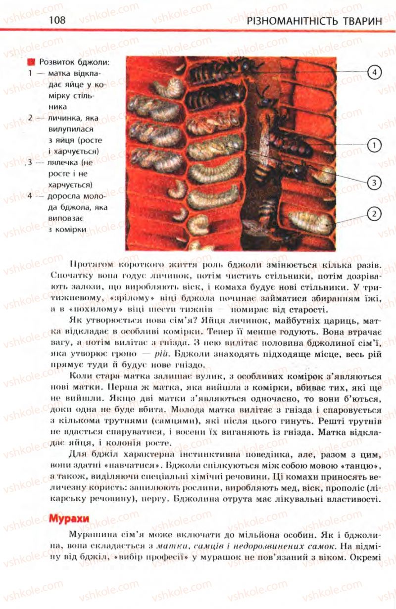 Страница 108 | Підручник Біологія 8 клас Н.В. Запорожець, С.В. Влащенко 2008