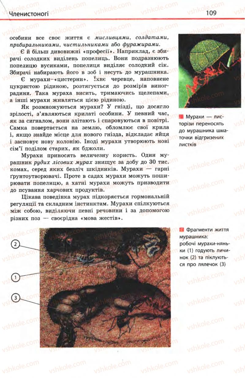 Страница 109 | Підручник Біологія 8 клас Н.В. Запорожець, С.В. Влащенко 2008