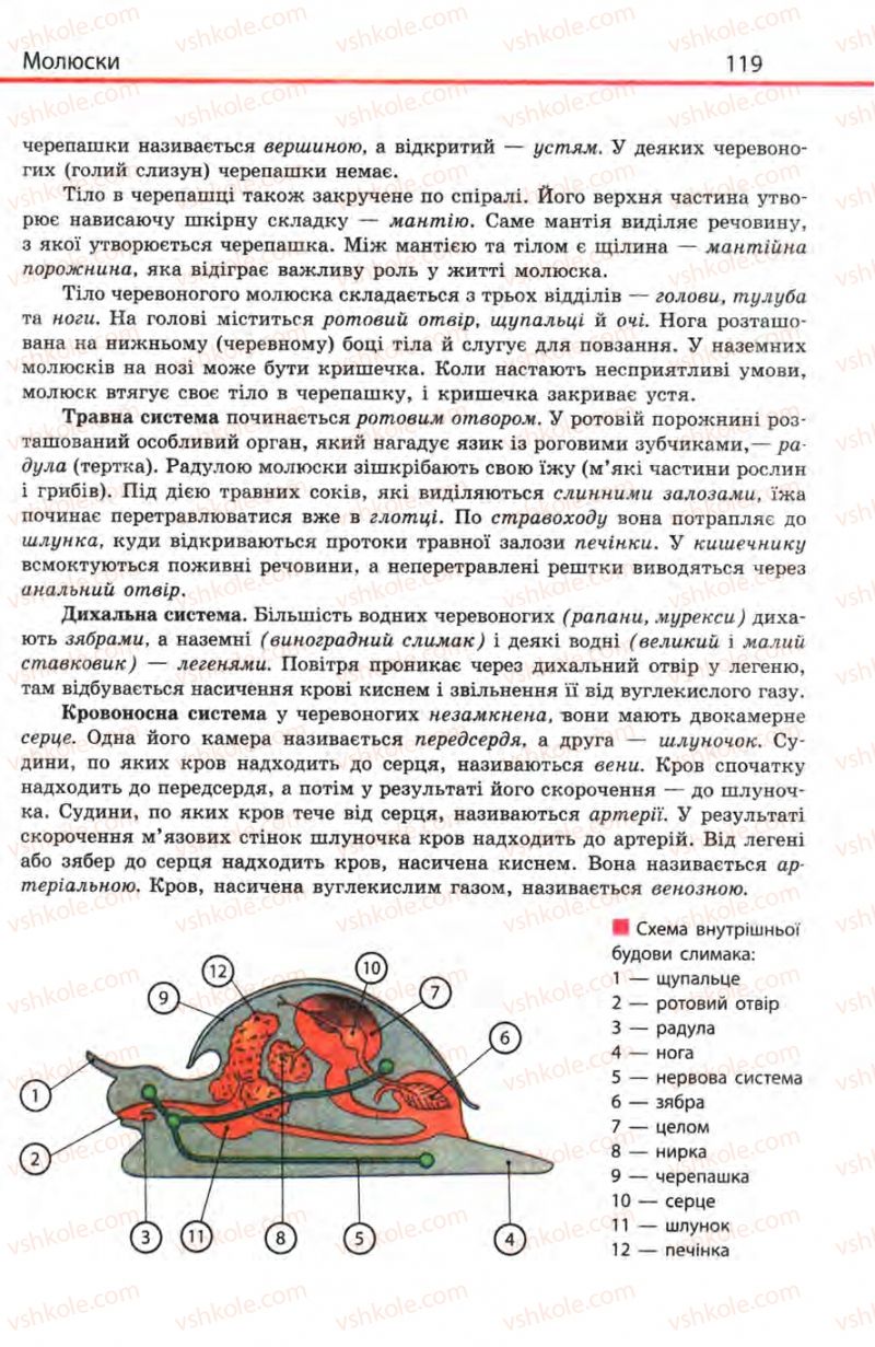 Страница 119 | Підручник Біологія 8 клас Н.В. Запорожець, С.В. Влащенко 2008