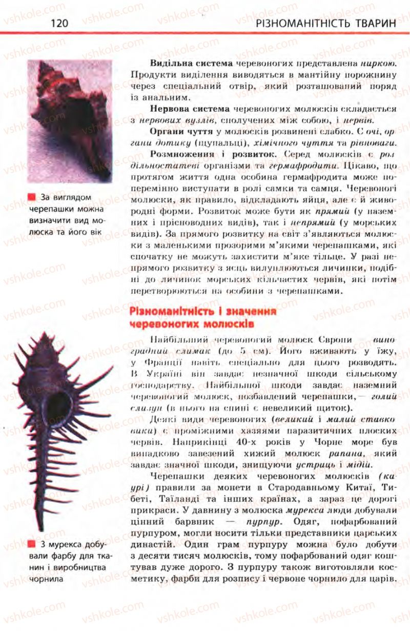 Страница 120 | Підручник Біологія 8 клас Н.В. Запорожець, С.В. Влащенко 2008