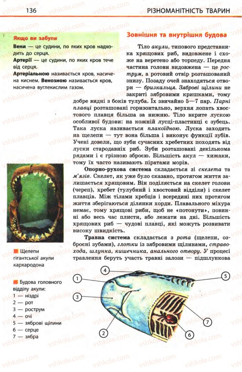 Страница 136 | Підручник Біологія 8 клас Н.В. Запорожець, С.В. Влащенко 2008