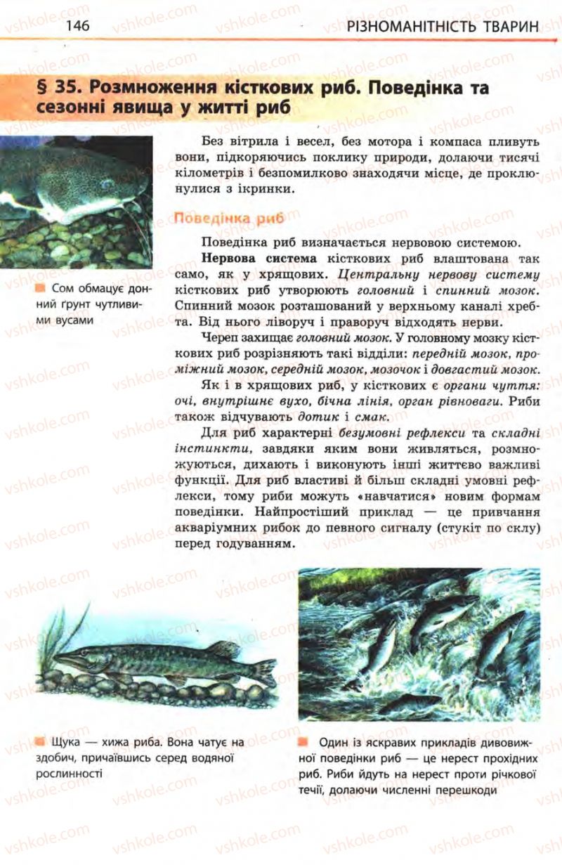 Страница 146 | Підручник Біологія 8 клас Н.В. Запорожець, С.В. Влащенко 2008