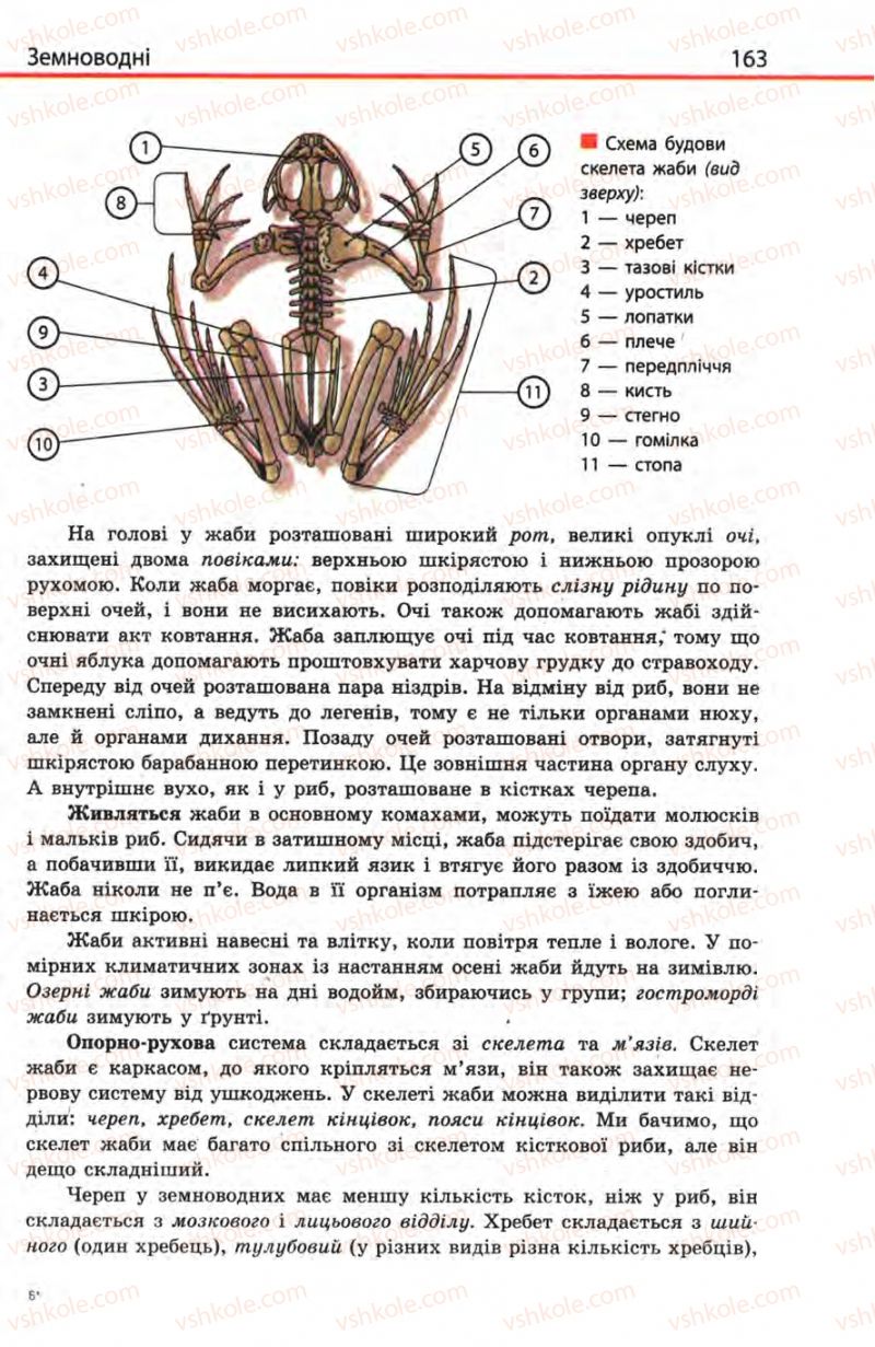 Страница 163 | Підручник Біологія 8 клас Н.В. Запорожець, С.В. Влащенко 2008