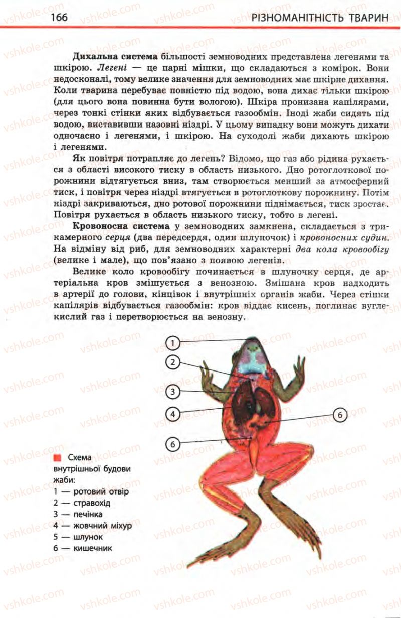 Страница 166 | Підручник Біологія 8 клас Н.В. Запорожець, С.В. Влащенко 2008
