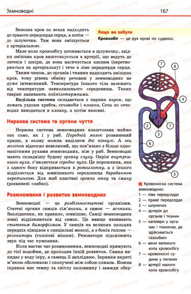 Страница 167 | Підручник Біологія 8 клас Н.В. Запорожець, С.В. Влащенко 2008