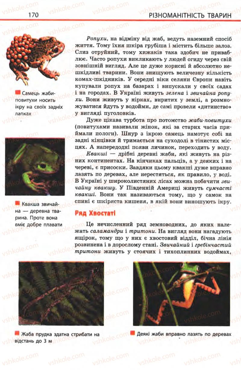 Страница 170 | Підручник Біологія 8 клас Н.В. Запорожець, С.В. Влащенко 2008