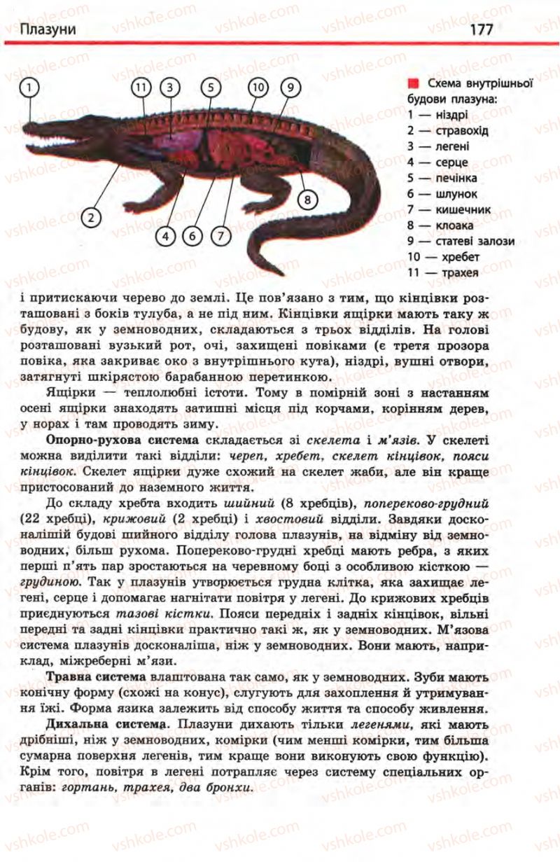 Страница 177 | Підручник Біологія 8 клас Н.В. Запорожець, С.В. Влащенко 2008