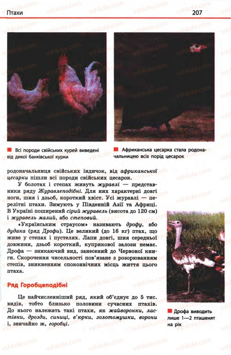 Страница 207 | Підручник Біологія 8 клас Н.В. Запорожець, С.В. Влащенко 2008