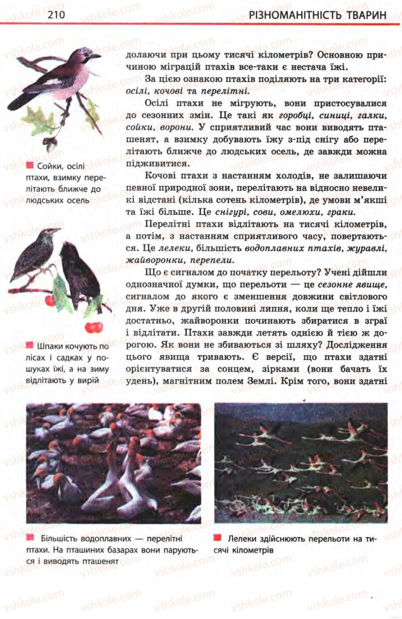 Страница 210 | Підручник Біологія 8 клас Н.В. Запорожець, С.В. Влащенко 2008