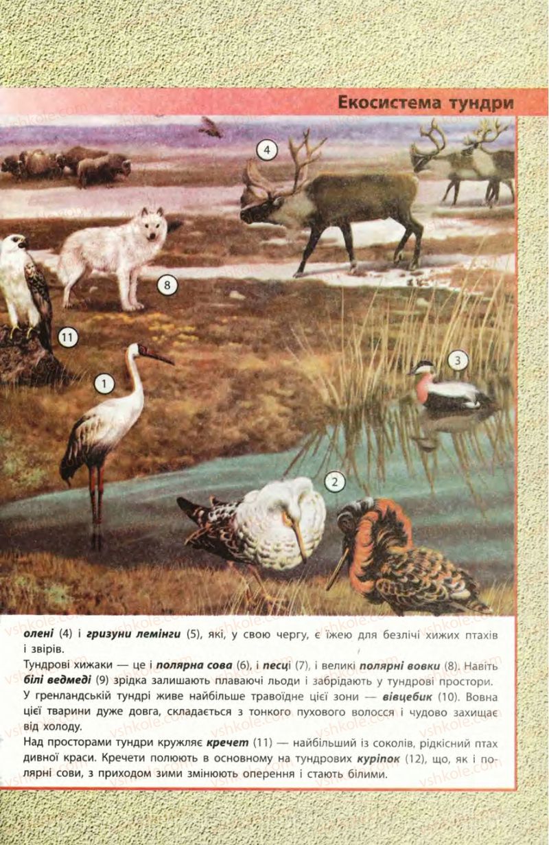 Страница 215 | Підручник Біологія 8 клас Н.В. Запорожець, С.В. Влащенко 2008