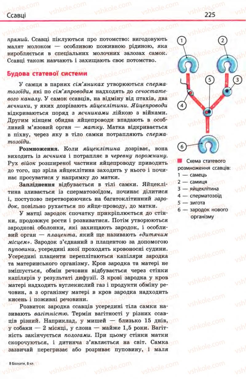 Страница 225 | Підручник Біологія 8 клас Н.В. Запорожець, С.В. Влащенко 2008