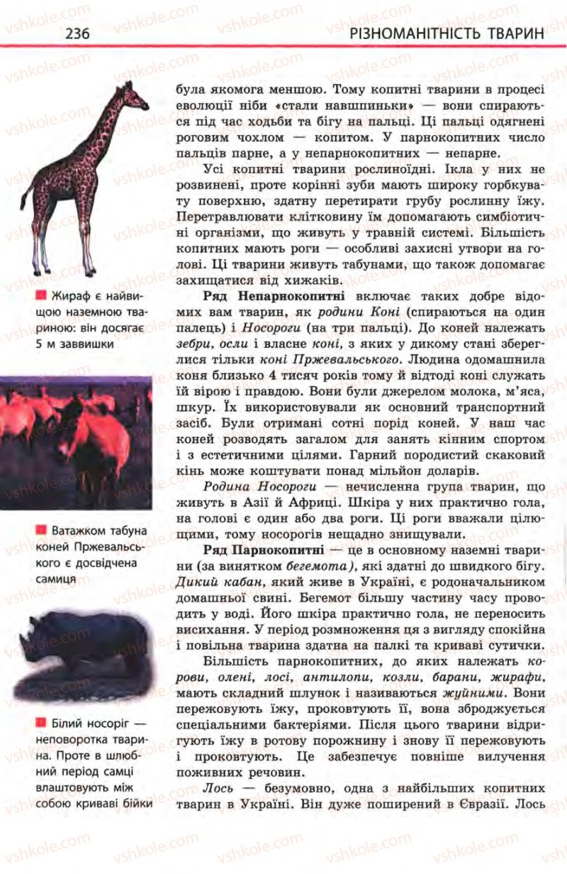 Страница 236 | Підручник Біологія 8 клас Н.В. Запорожець, С.В. Влащенко 2008