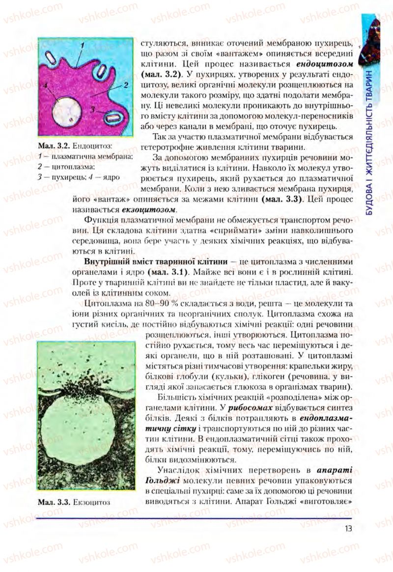 Страница 13 | Підручник Біологія 8 клас Т.І. Базанова, Ю.В. Павіченко, О.Г. Шатровський 2008