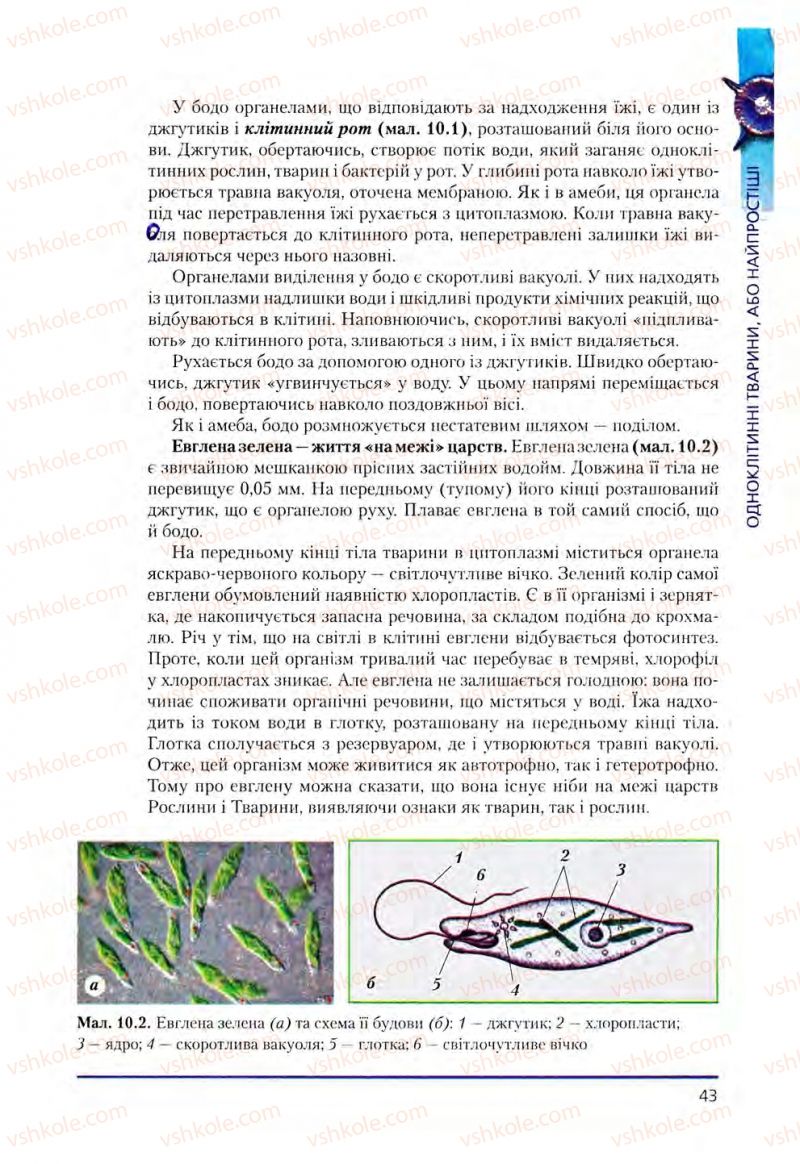 Страница 43 | Підручник Біологія 8 клас Т.І. Базанова, Ю.В. Павіченко, О.Г. Шатровський 2008
