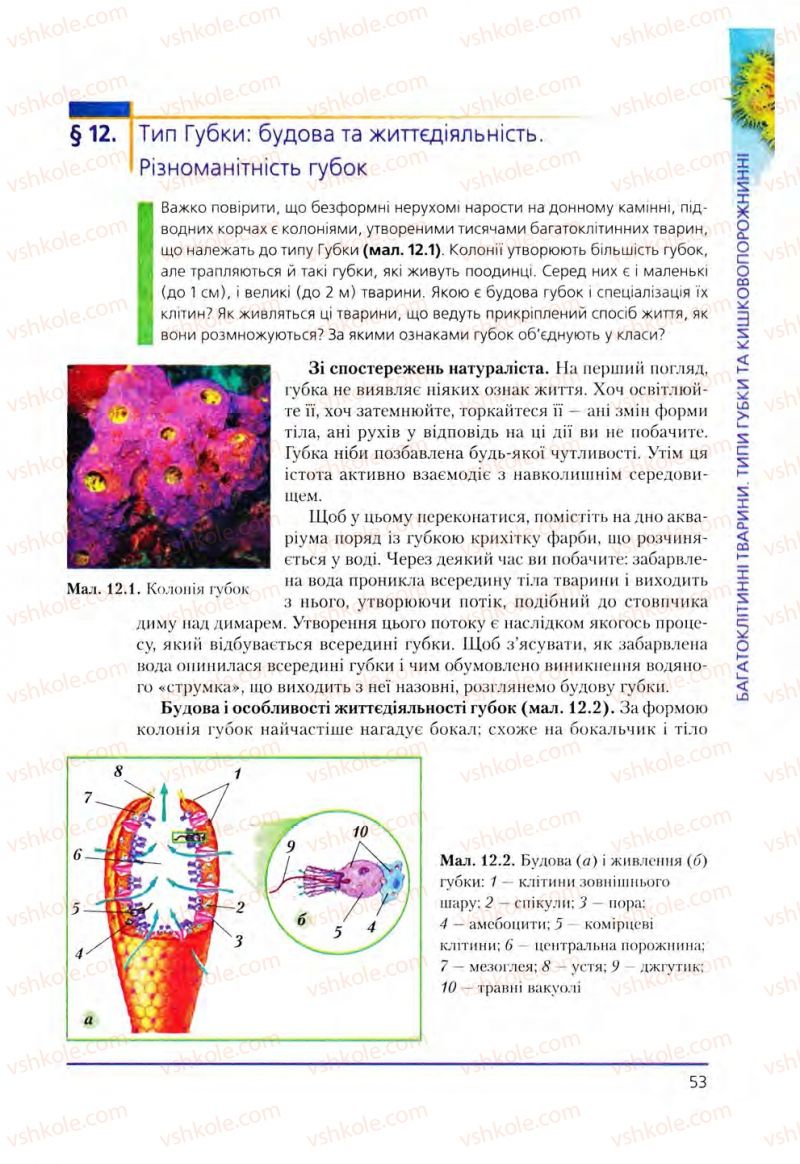 Страница 53 | Підручник Біологія 8 клас Т.І. Базанова, Ю.В. Павіченко, О.Г. Шатровський 2008