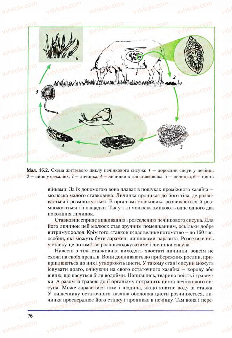 Страница 76 | Підручник Біологія 8 клас Т.І. Базанова, Ю.В. Павіченко, О.Г. Шатровський 2008