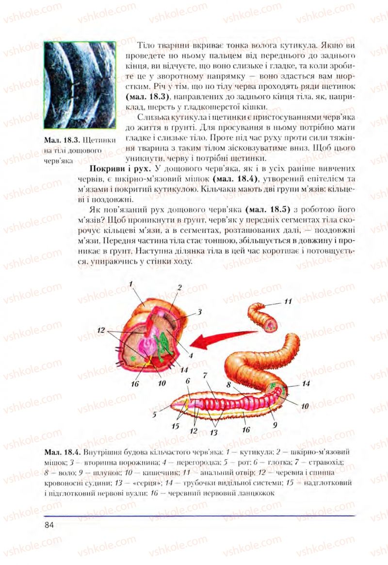 Страница 84 | Підручник Біологія 8 клас Т.І. Базанова, Ю.В. Павіченко, О.Г. Шатровський 2008