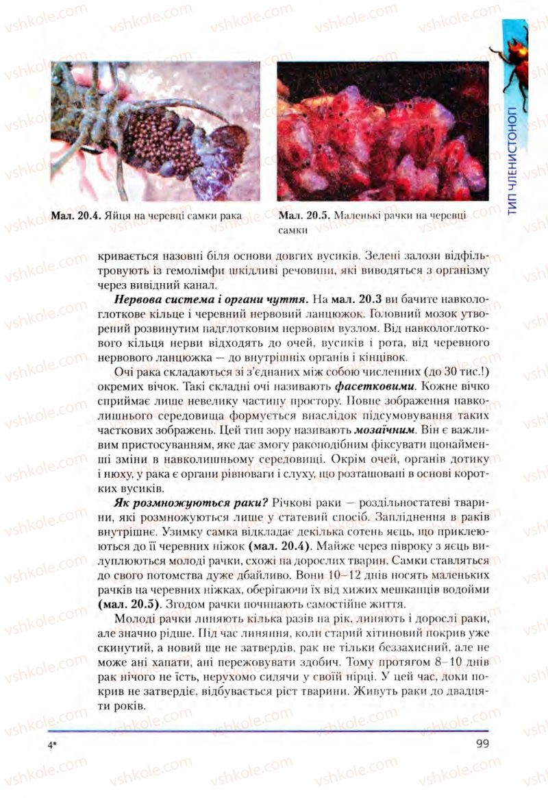 Страница 99 | Підручник Біологія 8 клас Т.І. Базанова, Ю.В. Павіченко, О.Г. Шатровський 2008