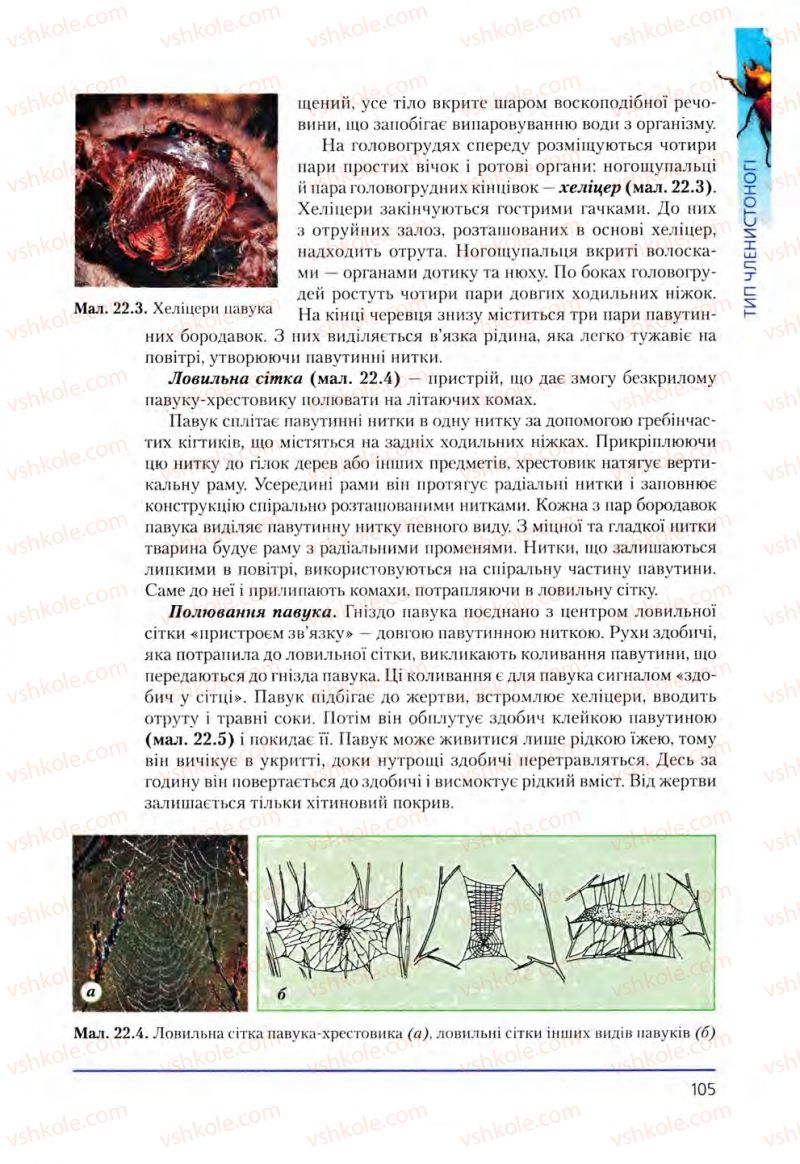 Страница 105 | Підручник Біологія 8 клас Т.І. Базанова, Ю.В. Павіченко, О.Г. Шатровський 2008