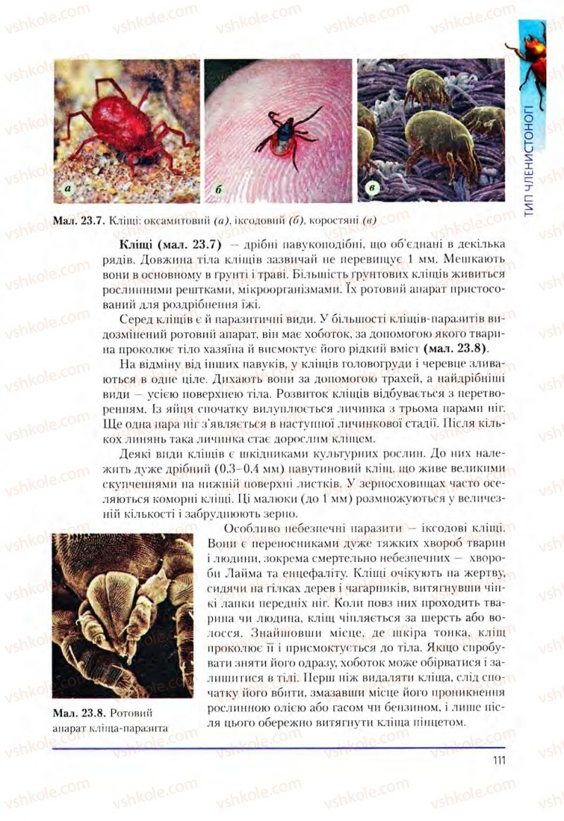 Страница 111 | Підручник Біологія 8 клас Т.І. Базанова, Ю.В. Павіченко, О.Г. Шатровський 2008