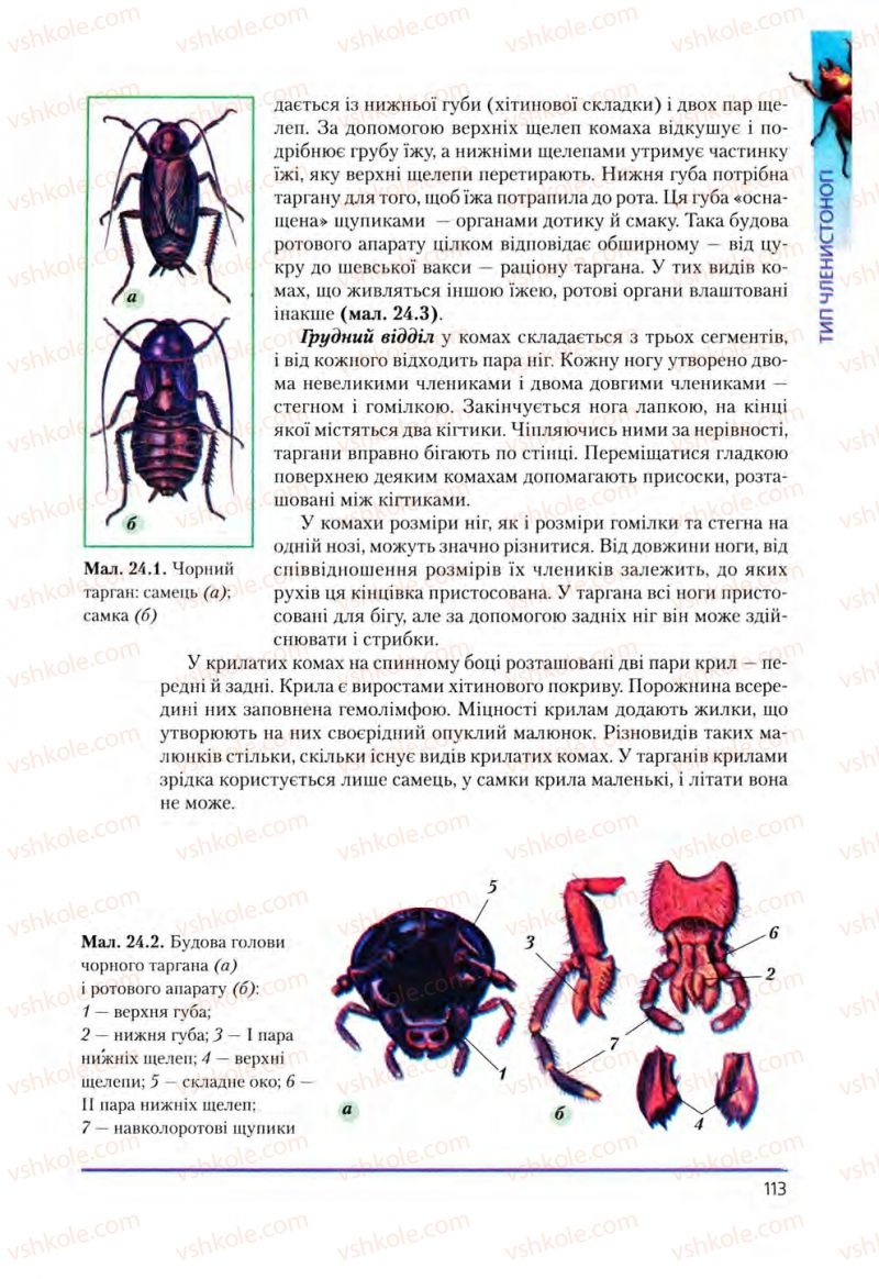Страница 113 | Підручник Біологія 8 клас Т.І. Базанова, Ю.В. Павіченко, О.Г. Шатровський 2008