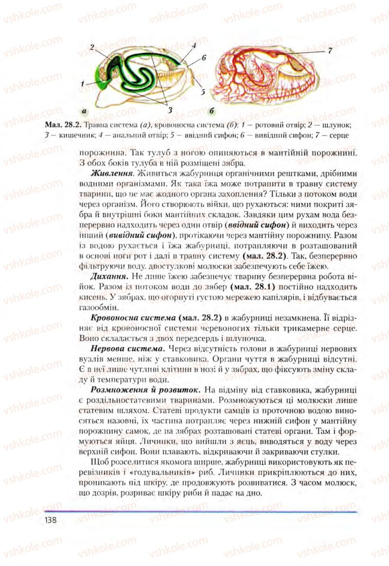 Страница 138 | Підручник Біологія 8 клас Т.І. Базанова, Ю.В. Павіченко, О.Г. Шатровський 2008