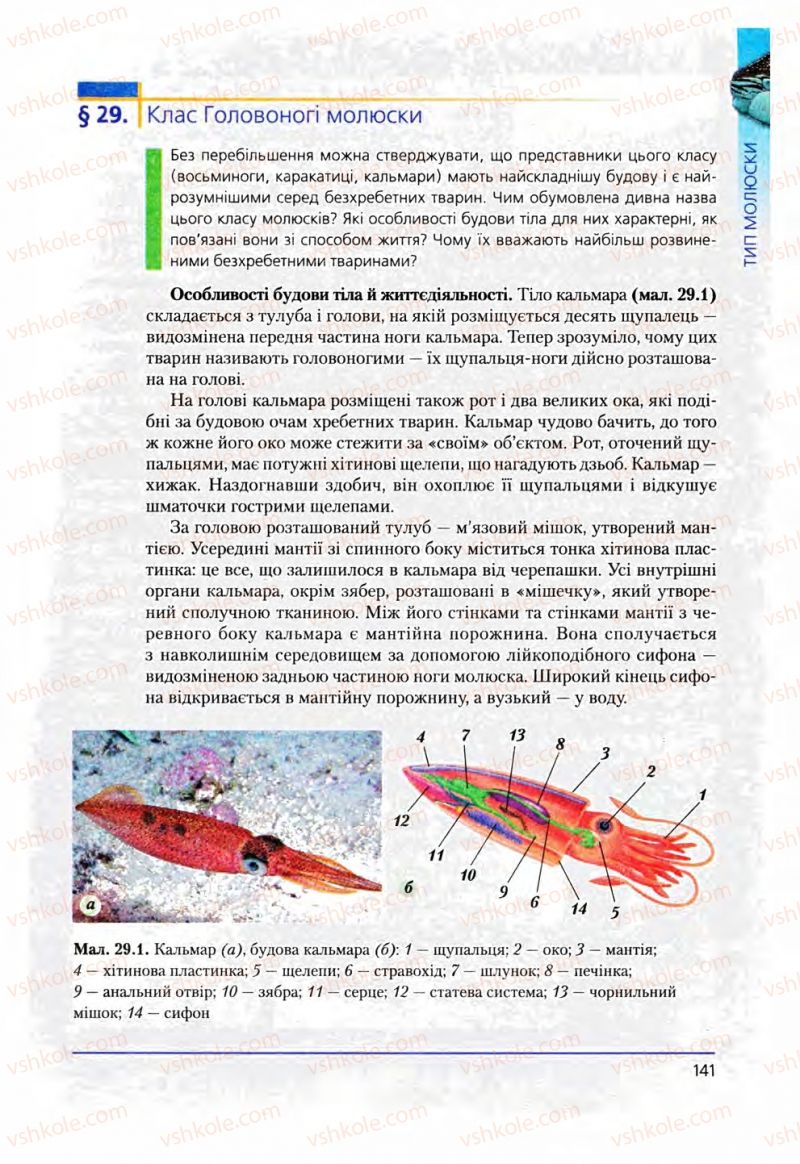 Страница 141 | Підручник Біологія 8 клас Т.І. Базанова, Ю.В. Павіченко, О.Г. Шатровський 2008