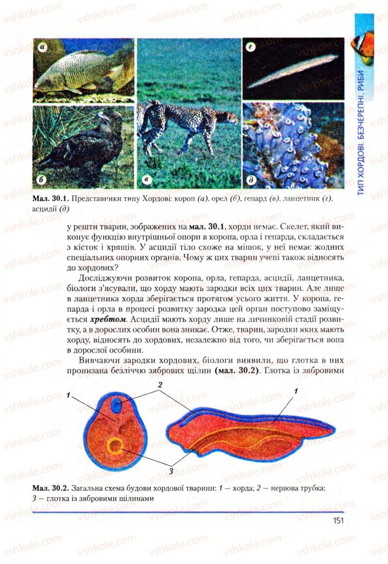 Страница 151 | Підручник Біологія 8 клас Т.І. Базанова, Ю.В. Павіченко, О.Г. Шатровський 2008